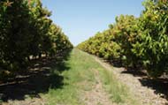 Kensington Pride Mango Trees