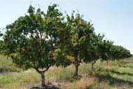 R2E2 Mango Tree